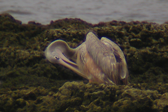 Pink-Backed Pelican.JPG